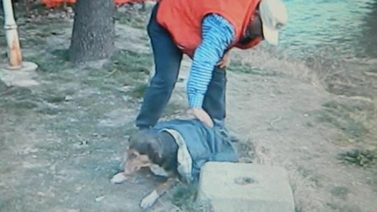 Nehire Düşen Köpek İçin Vatandaş Seferber Oldu