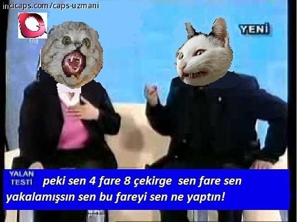 7. Hele ki Türk kedileri...