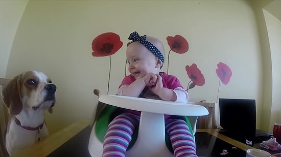 Bebek Bakıcılığı Görevini Mükemmel Şekilde Yerine Getiren Köpek