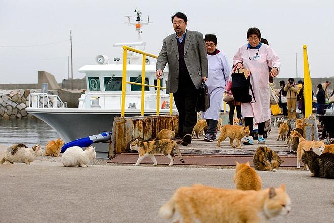 Aoshima: Japonya'da bir Kedi Adası