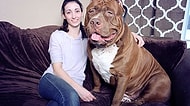 80 Kiloluk Ağırlığıyla, Dünyanın En Büyük Köpeği Olan Hulk'ın Öyküsü