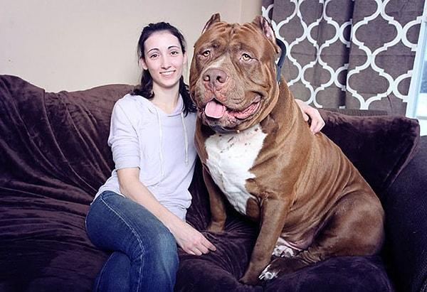 Hulk'la tanışın, 17 aylık 80 kg ağırlığında bir köpek. Hatta hala büyümeye devam ediyor.
