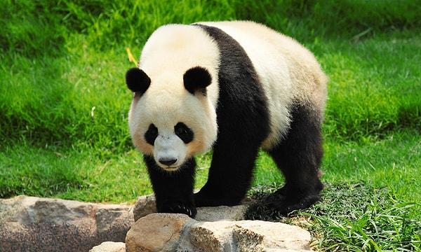 Fakat bilimsel verilere göre önümüzdeki 70 yıl içerisinde sıcaklık, panda yaşam alanlarının neredeyse %60'ını azaltacak.