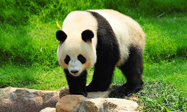 Mais les données scientifiques suggèrent que la chaleur anéantira près de 60 % des habitats des pandas au cours des 70 prochaines années.
