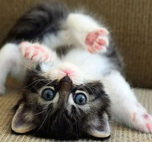 Kedi