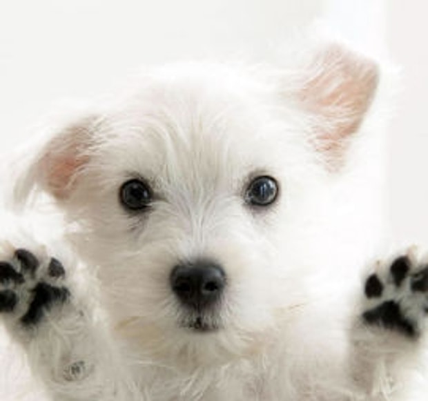 Köpek