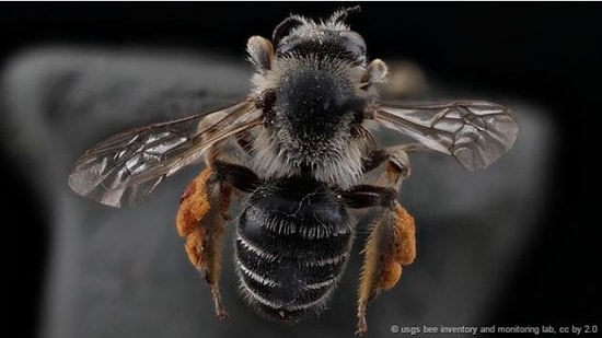 Arıları Hiç Bu Kadar Yakın Gördünüz mü?