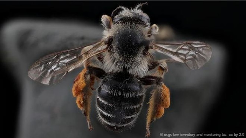 Arıları Hiç Bu Kadar Yakın Gördünüz mü?