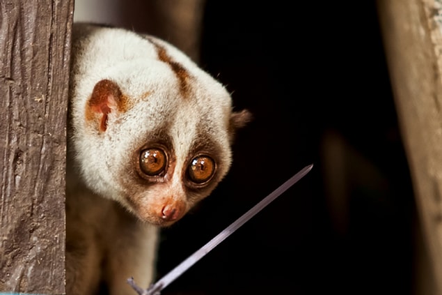 5. Slow Loris ( bir Lemur türü )