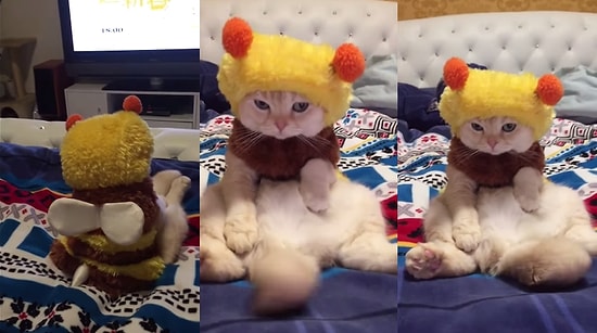 Arı Kostümü Giyerek Sevimlilik Patlaması Yaşayan Kedi