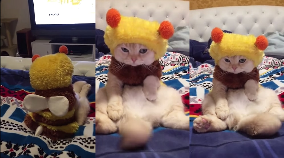 Arı Kostümü Giyerek Sevimlilik Patlaması Yaşayan Kedi