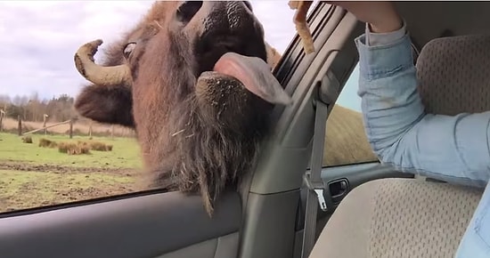 Buffaloya Elini Verip Kolunu Kaptıran Kadın