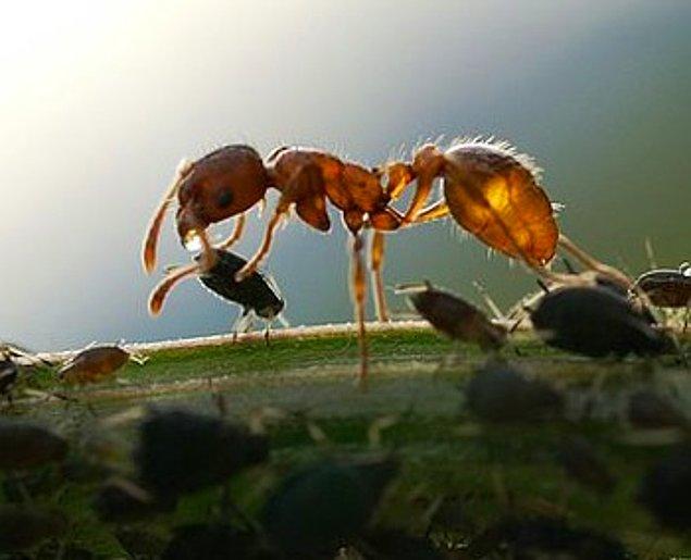 3. Hayvancılık Yapan Karıncalar