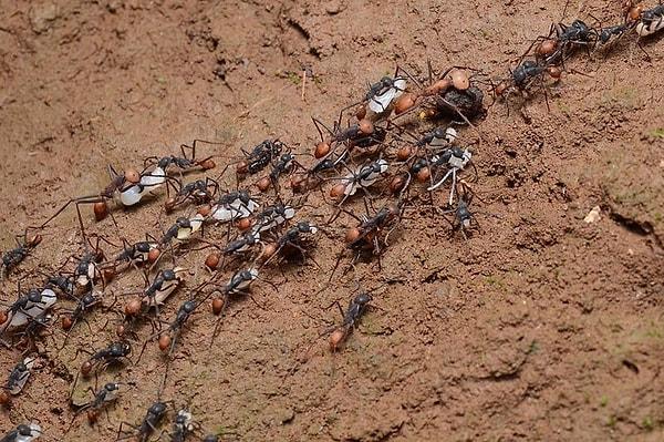 4. Savaşan Karıncalar