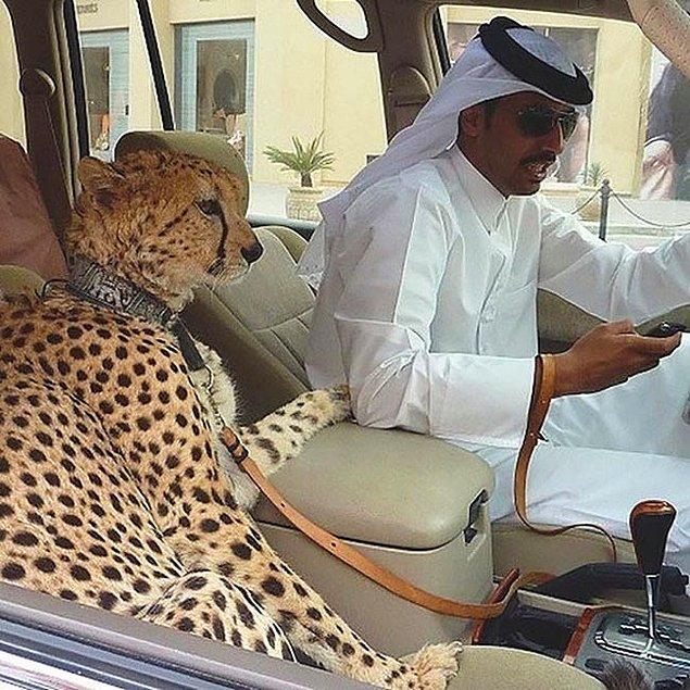 Dubai’de evcil hayvan olarak egzotik kedilere bakmak yaygın.