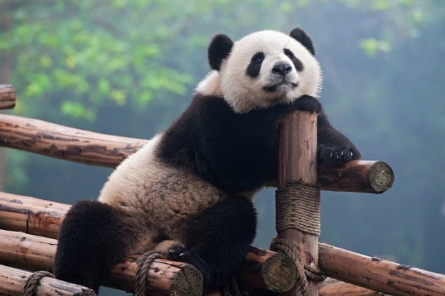 7. Profesyonel Panda