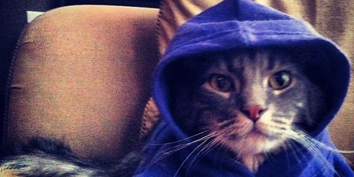 Bir Şeyleri Yıkıp Dökmekte Profesyonel Olan 'Baş Belası Sevimli Kediler'