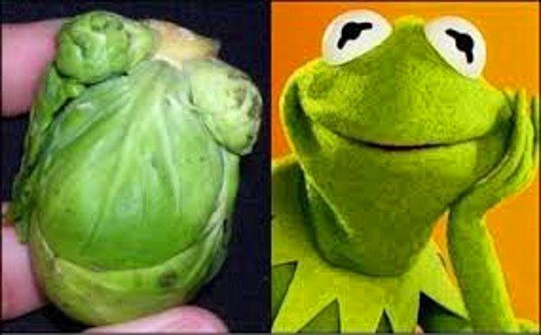 4. Kurbağa Kermit Lahanası