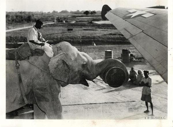 22. Amerika uçaklarına malzeme taşıyan fil, 1945.