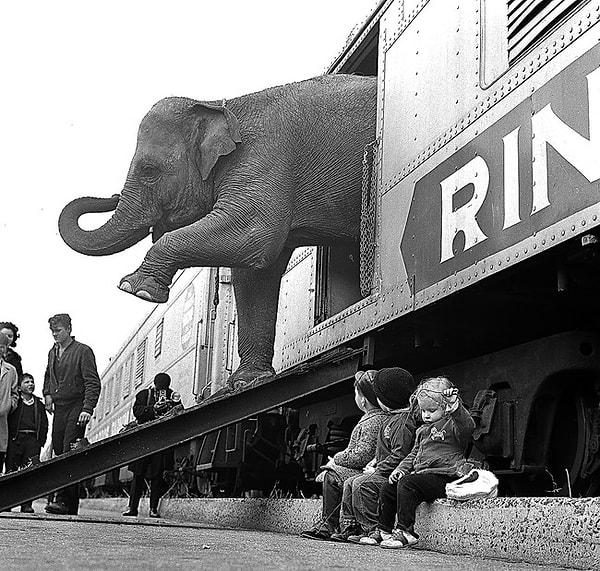 35. Ringling Brothers Sirki için trenden çıkan fil, 1963.