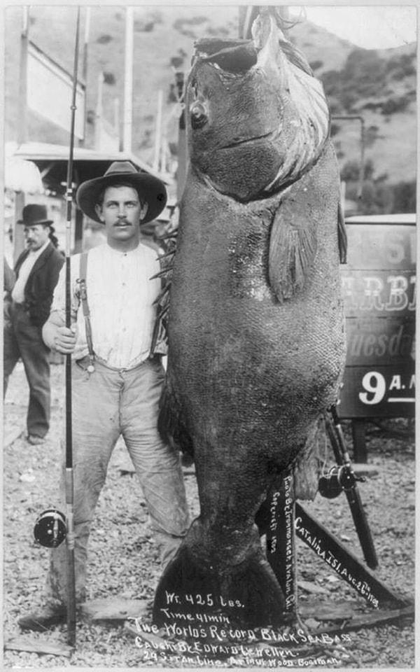 37. 192 kg ağırlığında Edward Llewellen tarafından yakalanan dev balığın Dünya Rekorlarına girdiği an, Llewellen balığı tek başına yakalamış, 1903.