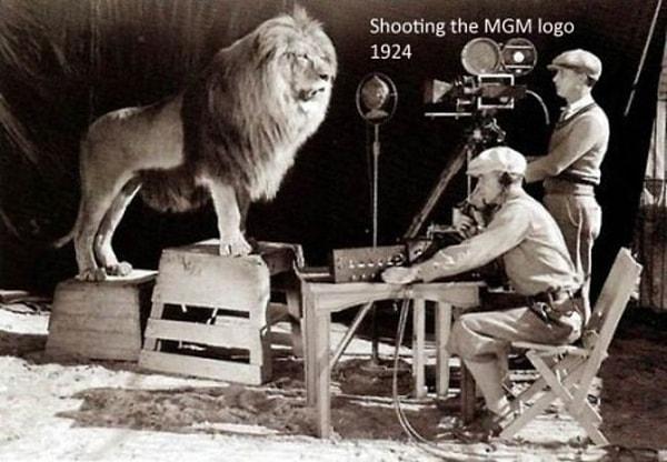 21. MGM aslanının çekimi