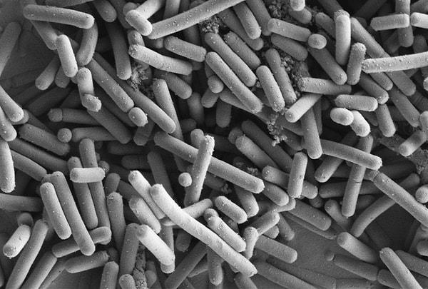 Kaka çoğunlukla bakteriden oluşur, yiyecek atığından değil.