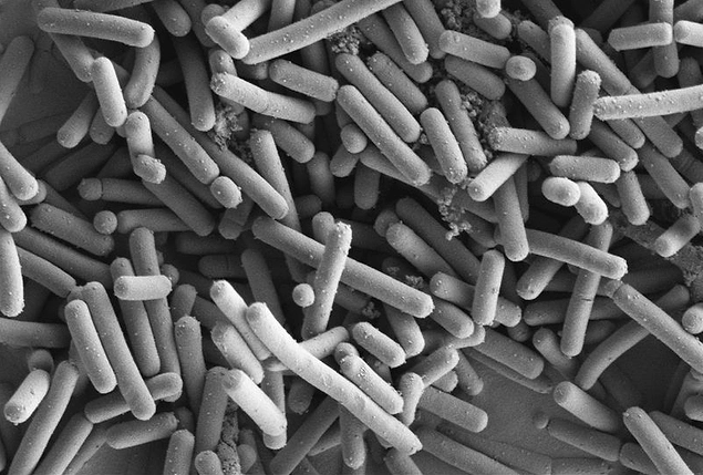 Kaka çoğunlukla bakteriden oluşur, yiyecek atığından değil.