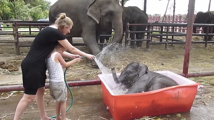 Bebek Filin Banyo Keyfi