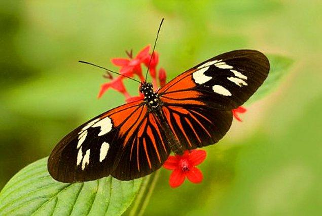 8. İngilizcede butterfly kelebek anlamına geliyor. "Butter" tereyağı demek, "fly" da uçmak anlamında, o zaman kelebekler uçantereyağları mıdır?
