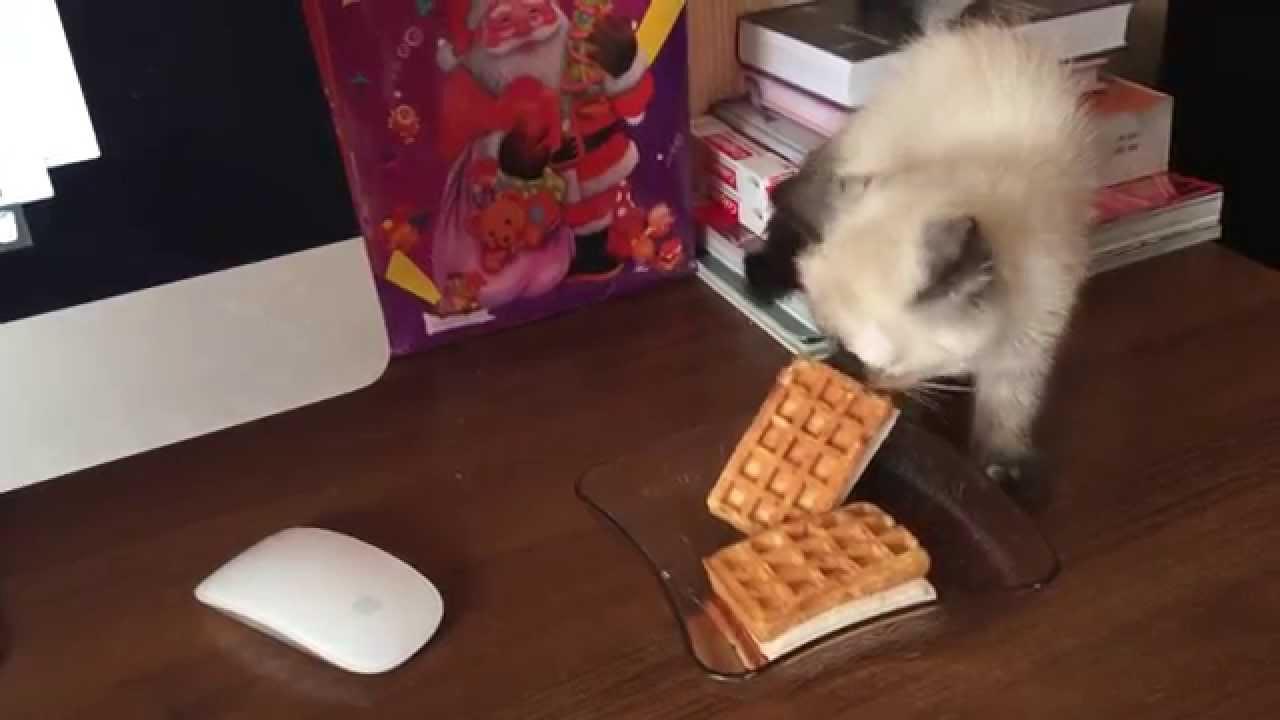 Dondurmayı Çalma Amacına Ulaşamayan Talihsiz Kedi