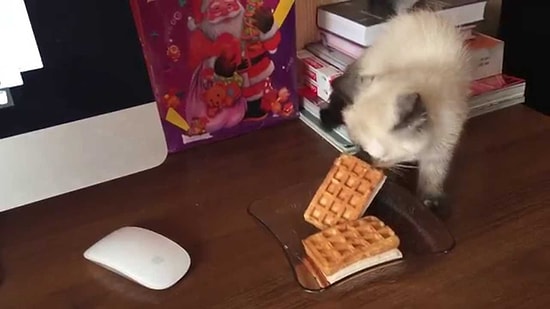 Dondurmayı Çalma Amacına Ulaşamayan Talihsiz Kedi