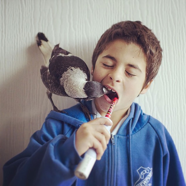 "Bebek saksağan henüz 3 haftalıkken ağaçtan düşmesi ile katıldı aramıza."