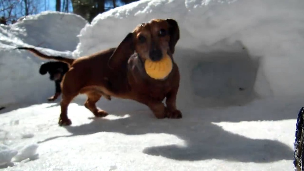 Hokey Oynamak İçin Can Atan Sosis Köpekler