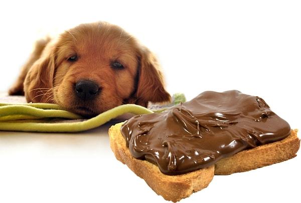 9. Köpeğimin stresini ve korkularını da çikolatayla yenebilmek mümkün mü?