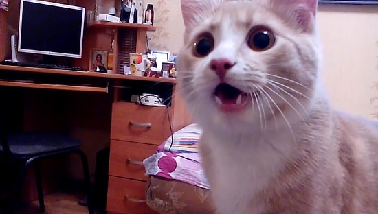 Kendini Köpek Sanan Kedi