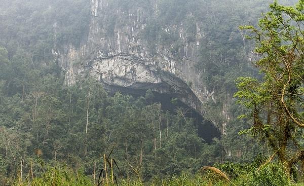1. 1991 yılında Laos - Vietnam sınırındaki Phong Nha-Ke Bang ulusal parkında Vietnamlı bir köylü tarafından bulunmuştur.