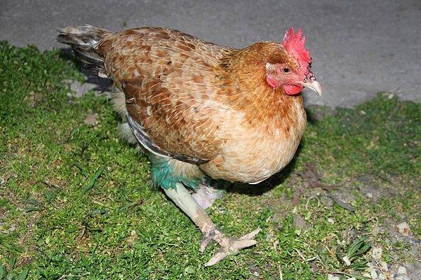 Gittiği veterinerlerin kendisine “20 liralık tavuk, kes git” diyişine aldırmayan tavuğun sahibi mutlu, çünkü şu anda tavuğun sağlığı iyi ve yumurtluyor da