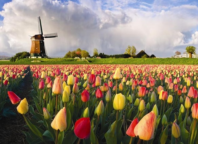 9. Hollanda = Sahte Lalelerin Ülkesi