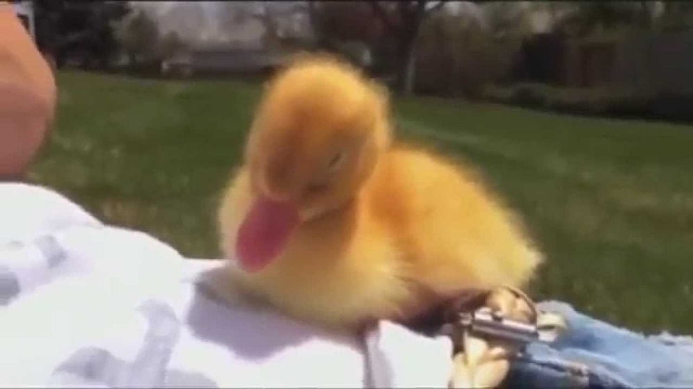 Uyurken Kafası Düşen Sevimli Ördek Yavrusu