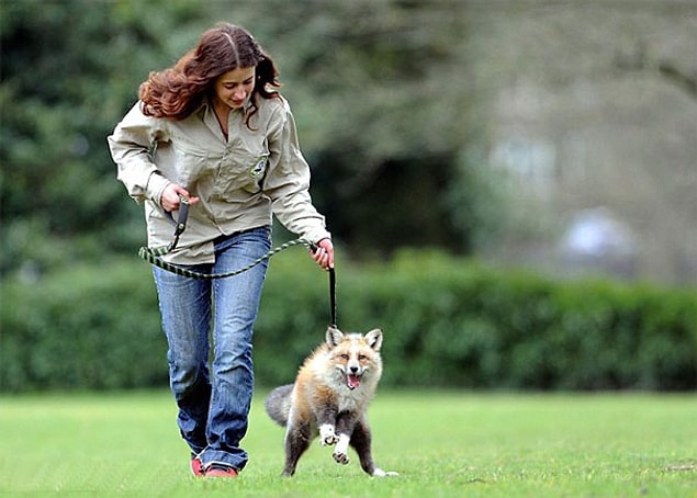 Şimdi 11 aylık ve onun köpeği gibi davranıyor.