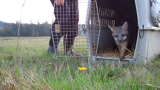 Özgürlüğü İlk Defa Tadan Hayvanların Tepkileri