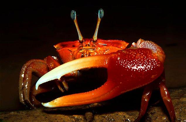 18. Fiddler Crab