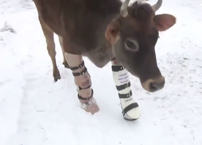 Bacak Ameliyatı Olan Buzağının Mutluluğu