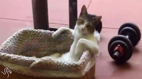 Sahipleri ile Kankalık İlişkisini Epeyce Geliştiren Kediler