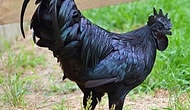 Dünyanın en pahalı tavuğu Kara Tavuk