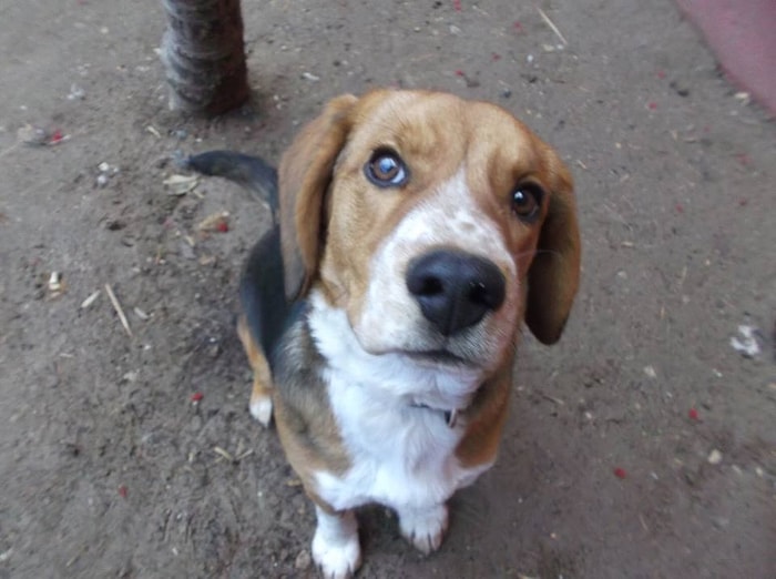 12 Maddede Beagle'lar