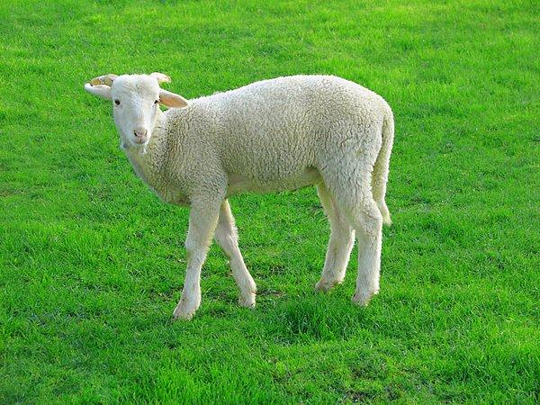 Bir çiftçinin 17 koyunu vardı. Sürüde salgın hastalık oldu,dokuzu ağır hastalandı, diğerleri öldü. Çiftçinin kaç koyunu kalır?