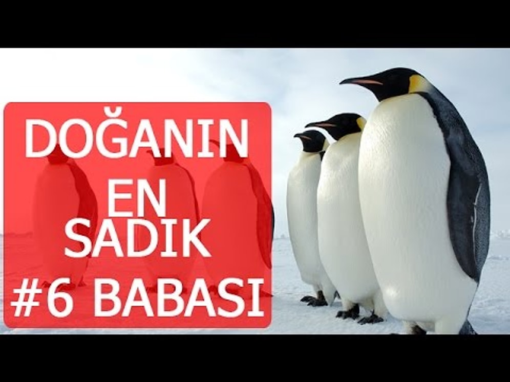 Doğanın En Sadık 6 Babası