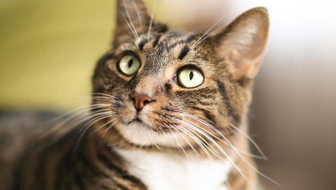 Kedi Evcilleştirilmemiş Olsaydı Hayatımızda Yaşanması Muhtemel 15 Değişiklik